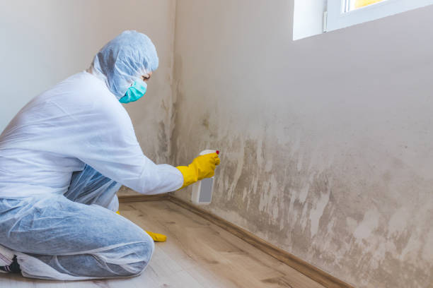 Licensed Mold Remediation service in Williamsburg, VA - Car Mold Remediation
