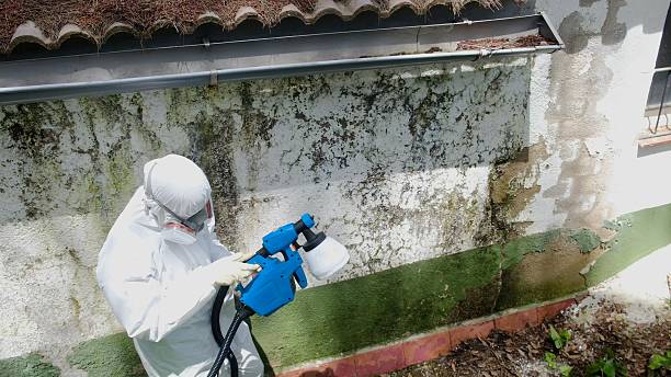 Top rated local Mold Remediation specialists in Williamsburg, VA
